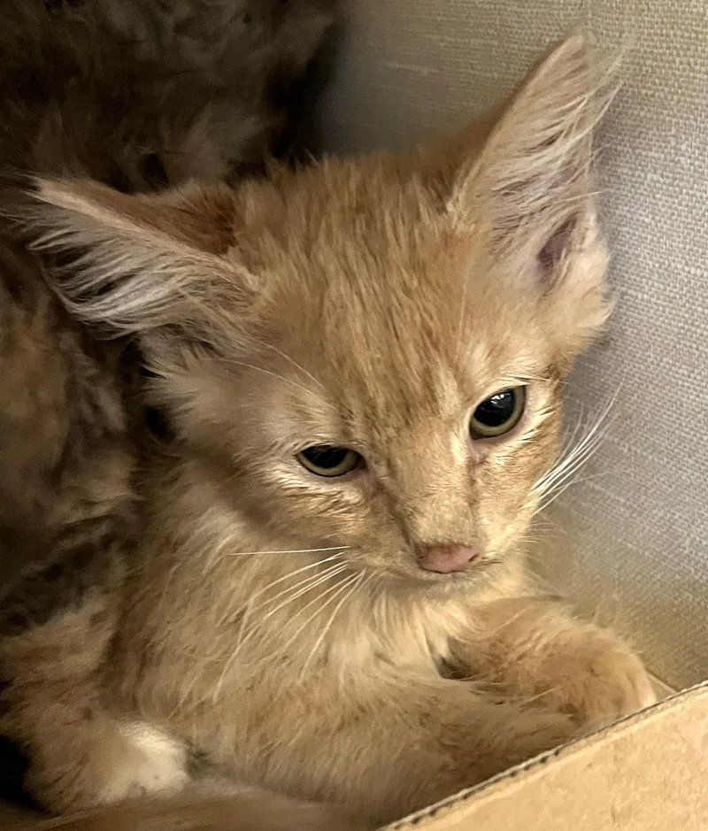 A baby medium-sized male Maine Coon cat named Bodie for adoption in Hood RIver, OR