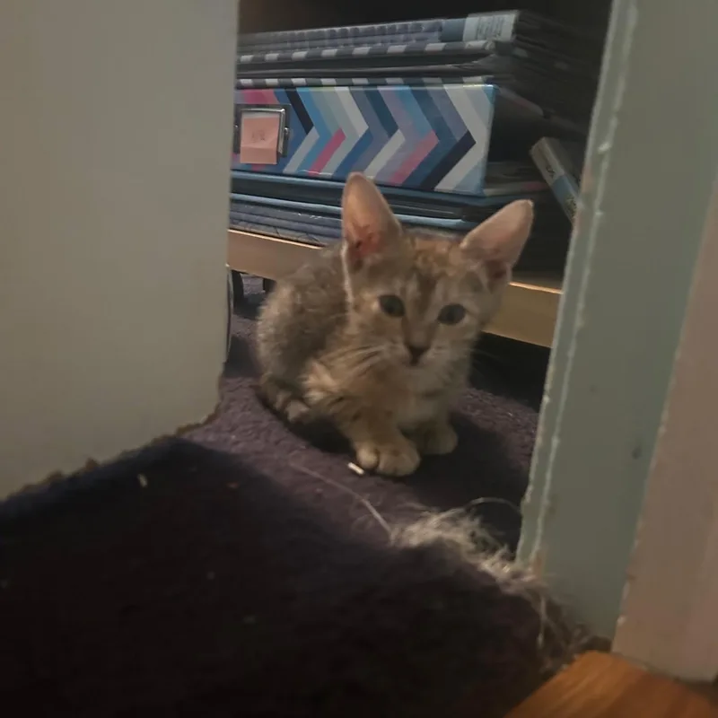 A baby medium-sized female Torbie Domestic Short Hair cat named Dutchess for adoption in Bordentown, NJ