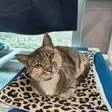 An adult medium-sized female Domestic Short Hair cat named Bunny for adoption in Knoxville, TN