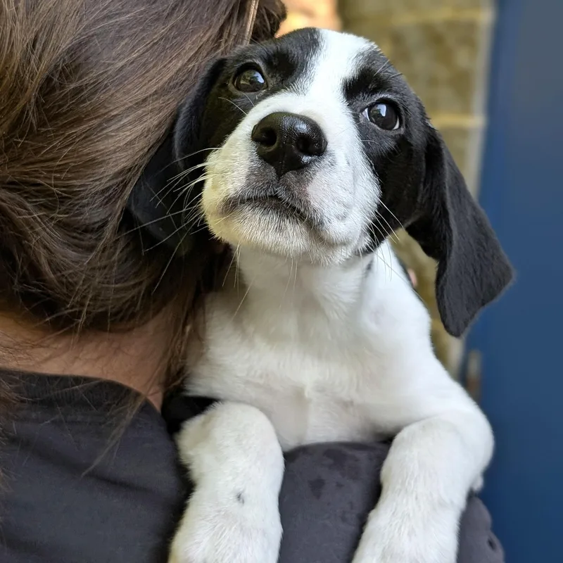 A baby medium-sized female White / Cream Hound dog named Gypsy for adoption in House Springs, MO