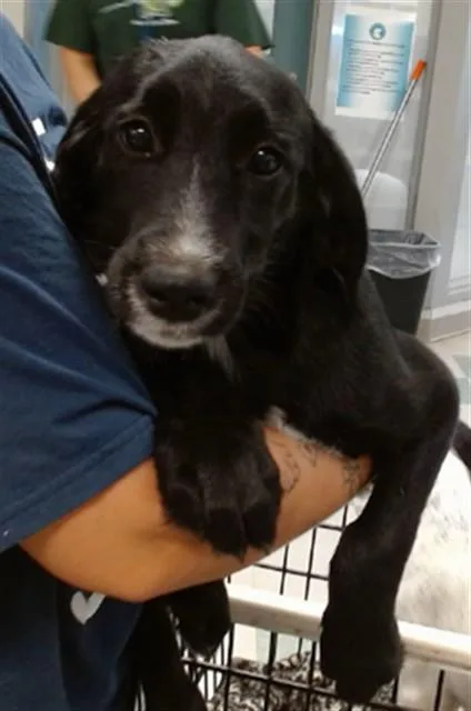 A baby small-sized female Australian Cattle Dog / Blue Heeler dog named Jonah for adoption in Oklahoma City, OK
