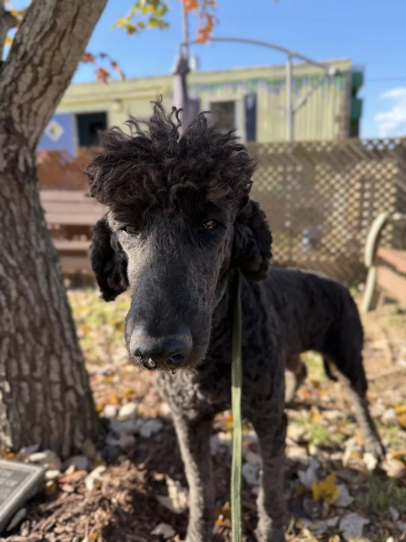 An adult large-sized female Standard Poodle dog named Turmeric Oct for adoption in Pacolet, SC