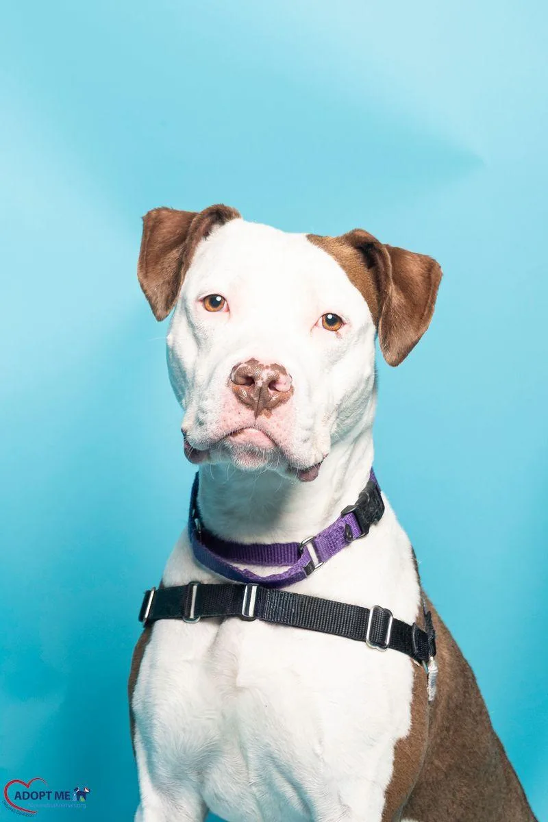 An adult large-sized female Brown / Chocolate Mixed Breed dog named Amma for adoption in Alexandria, VA