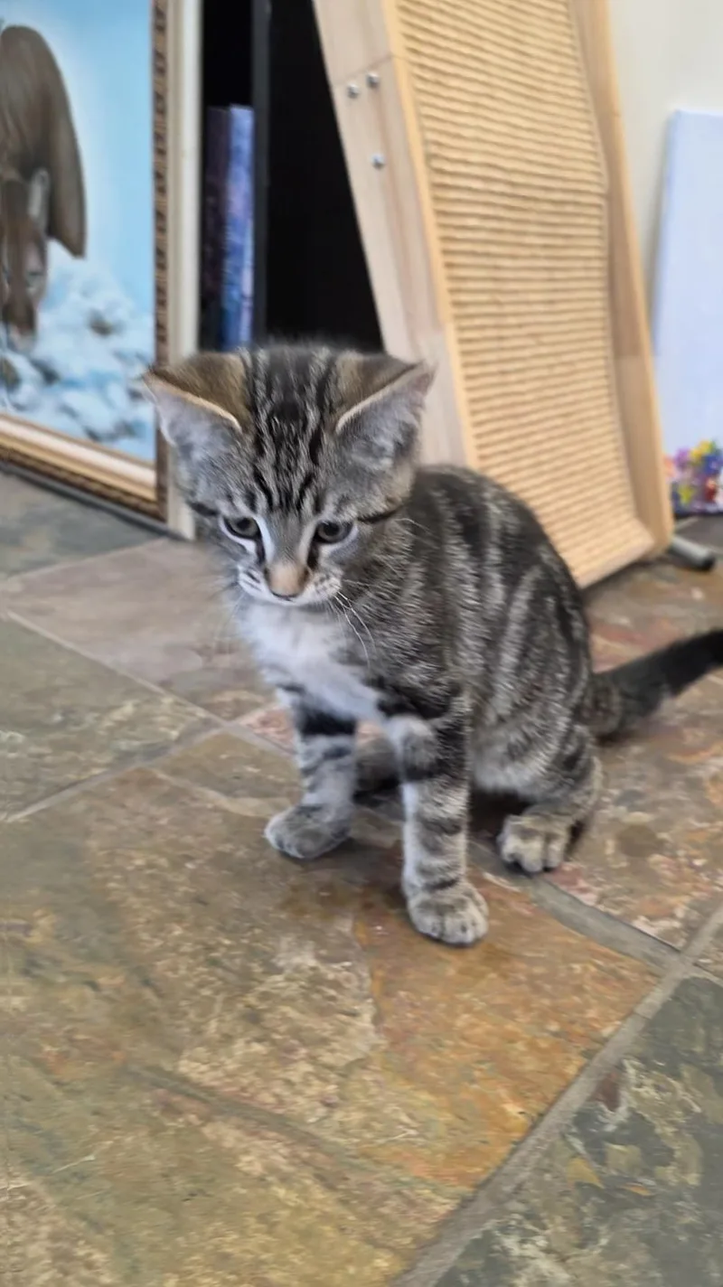 A baby large-sized male Domestic Short Hair cat named Maverick for adoption in Columbus, OH