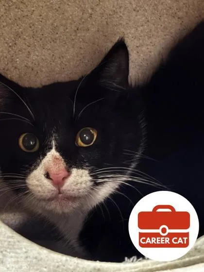 An adult small-sized male Domestic Short Hair cat named Daikon for adoption in Roseville, CA