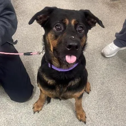 An adult medium-sized female Black Mixed Breed dog named Athena for adoption in Jacksonville, FL