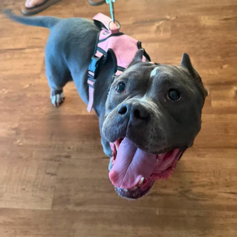 An adult medium-sized female Gray / Blue / Silver Pit Bull Terrier dog named Harley for adoption in Las Vegas, NV