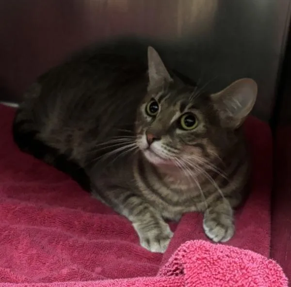 A young medium-sized female Domestic Medium Hair cat named Roze for adoption in Silverdale, WA