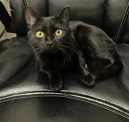 A young small-sized female Domestic Short Hair cat named Marlow for adoption in Charlotte, NC