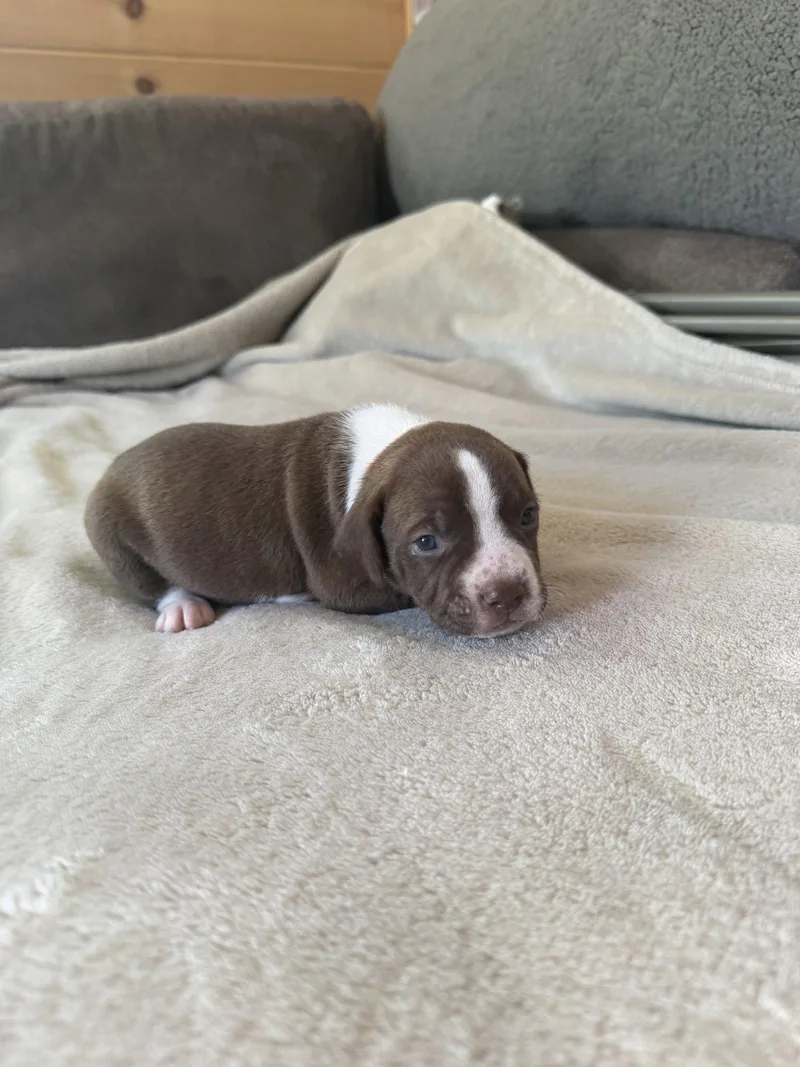 A baby medium-sized male American Staffordshire Terrier dog named Cedar brynns litter for adoption in Holly Springs, NC