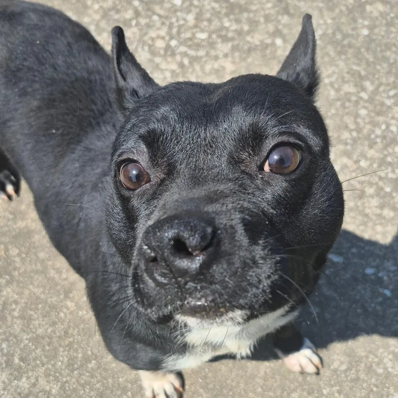 An adult medium-sized female Black English Bulldog dog named Louise for adoption in Birmingham, AL