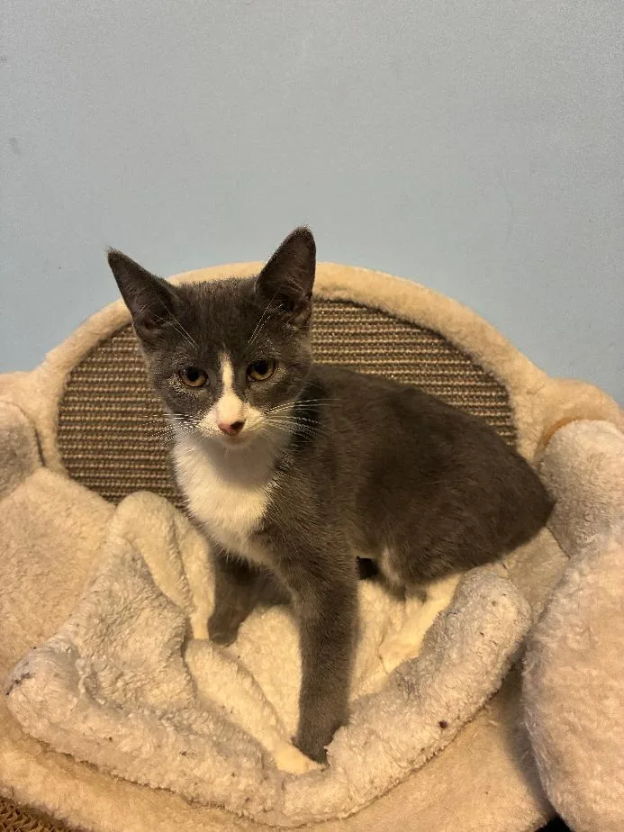 A baby medium-sized female Gray & White Domestic Short Hair cat named Blythe for adoption in Wayne, NJ