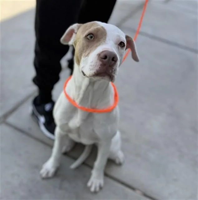 A young medium-sized female Pit Bull Terrier dog named Brandy for adoption in Ontario, CA