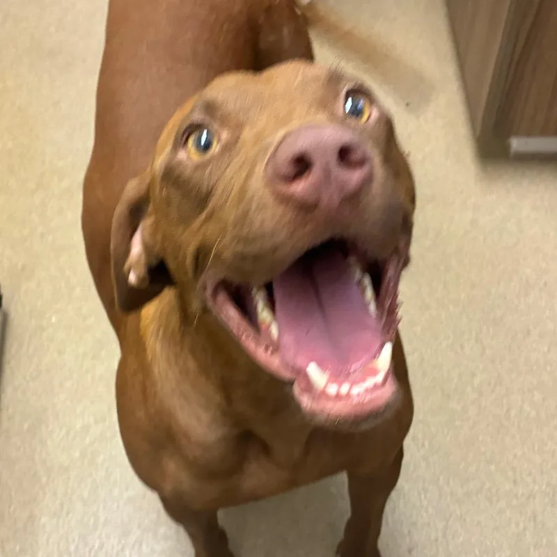 An adult medium-sized female Labrador Retriever dog named Jade for adoption in Corpus Christi, TX