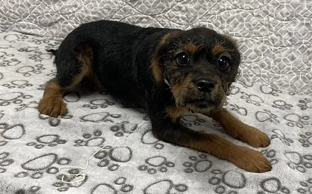 A baby small-sized female Terrier dog named Kiwi for adoption in Castaic, CA