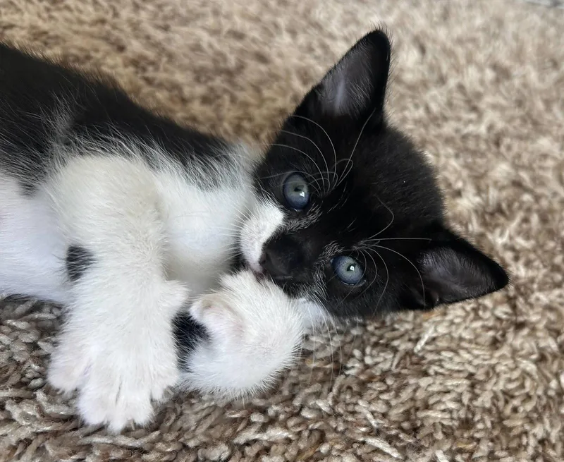 A baby medium-sized male Black & White / Tuxedo Domestic Short Hair cat named Kona for adoption in Buford, GA