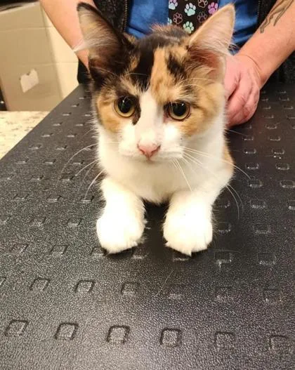 An adult medium-sized female Domestic Medium Hair cat named Prue for adoption in Independence, MO