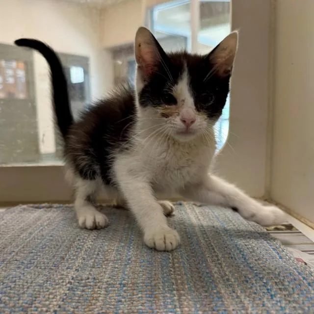 A baby small-sized female Domestic Short Hair cat named Karen for adoption in Riverside, CA
