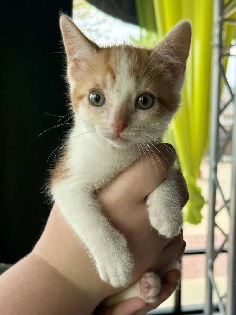 Cat Lenny