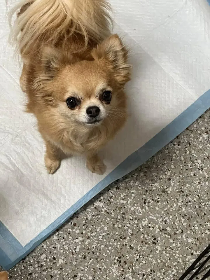 An adult small-sized female Yellow / Tan / Blond / Fawn Chihuahua dog named Roo for adoption in Grosse Pointe Park, MI