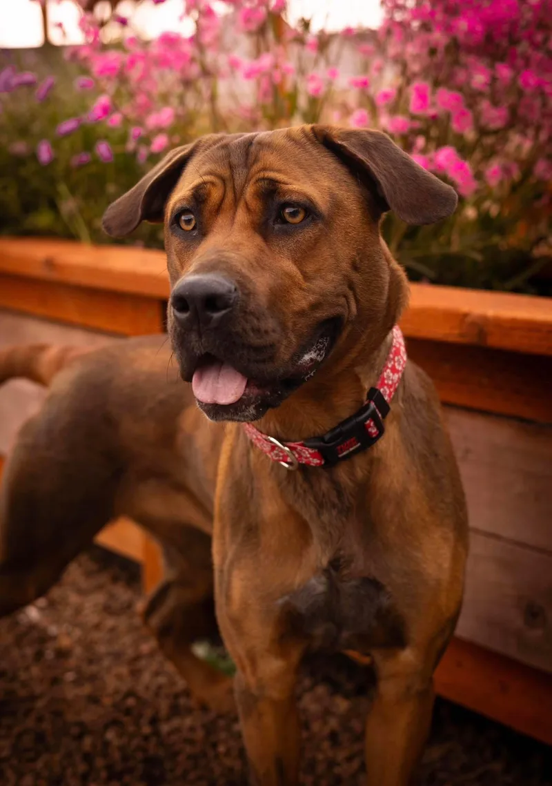 A young large-sized female Brindle German Shepherd Dog dog named Lee for adoption in Tillamook, OR