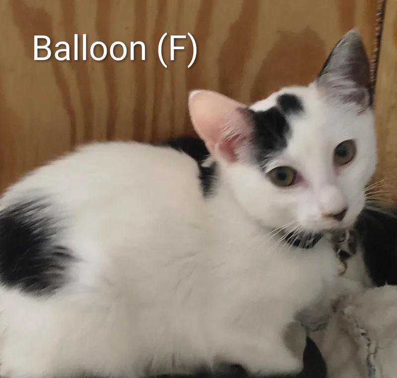 A baby medium-sized female Domestic Short Hair cat named Balloon for adoption in Saugerties, NY