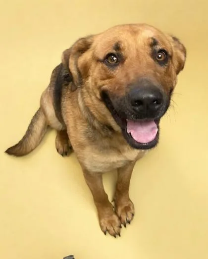 An adult large-sized female Shepherd dog named Lyla for adoption in Bowling Green, KY