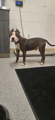 An adult medium-sized male American Staffordshire Terrier dog named Reno for adoption in Daphne, AL