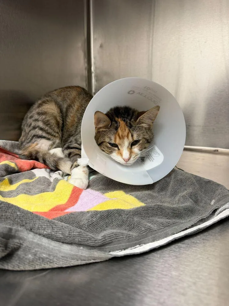 A baby medium-sized female White Domestic Short Hair cat named Pipsqueak for adoption in Marietta, GA