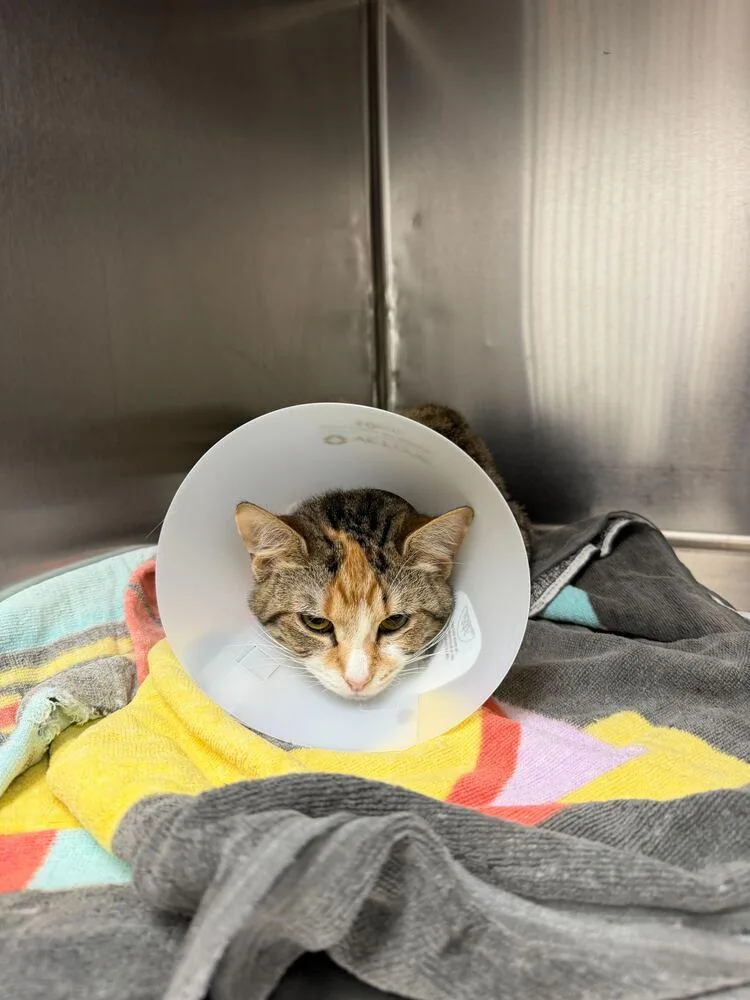 Pipsqueak thumbnail 2