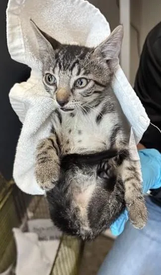 A baby small-sized male Domestic Short Hair cat named Takeshi for adoption in San Antonio, TX