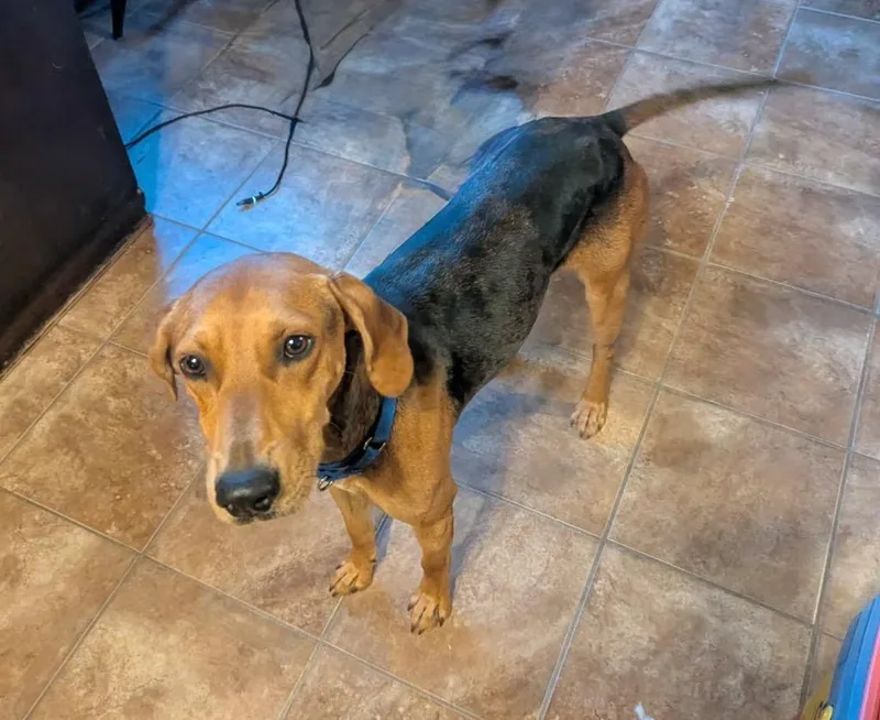 A young medium-sized male Hound dog named Chuck for adoption in North Syracuse, NY