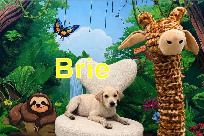 A baby medium-sized female Terrier dog named Brie for adoption in Marine City, MI