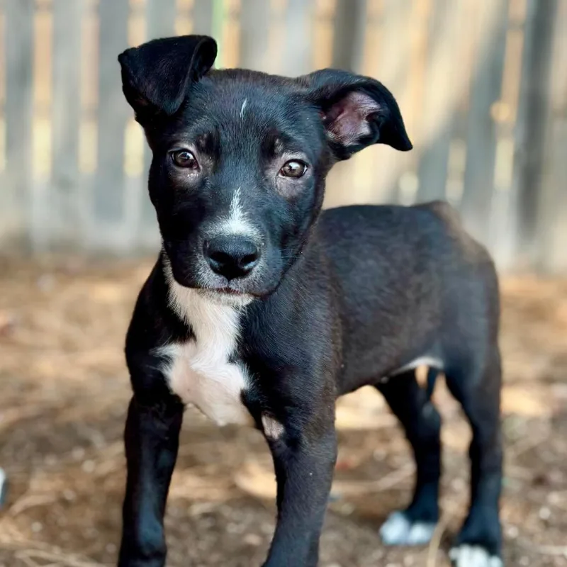 A young medium-sized female Black Mixed Breed dog named Fwt Thea for adoption in Midland, TX