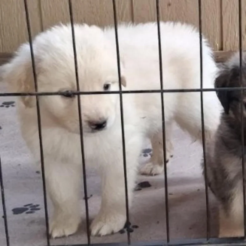 A baby medium-sized male White / Cream Border Collie dog named Samson for adoption in Floresville, TX