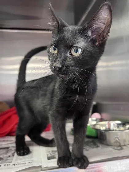A baby small-sized male Domestic Short Hair cat named Bogart for adoption in Houston, TX