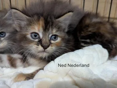 Ned Nederland thumbnail 3