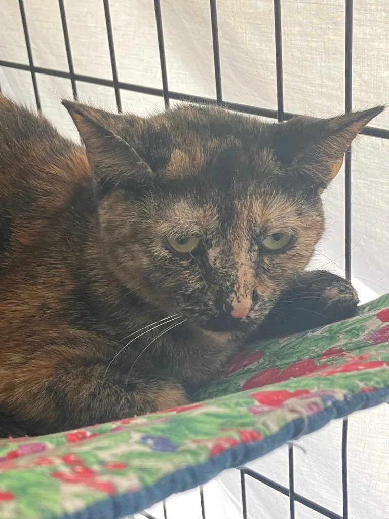 A young medium-sized female Domestic Short Hair cat named Margo for adoption in Lunenburg, MA