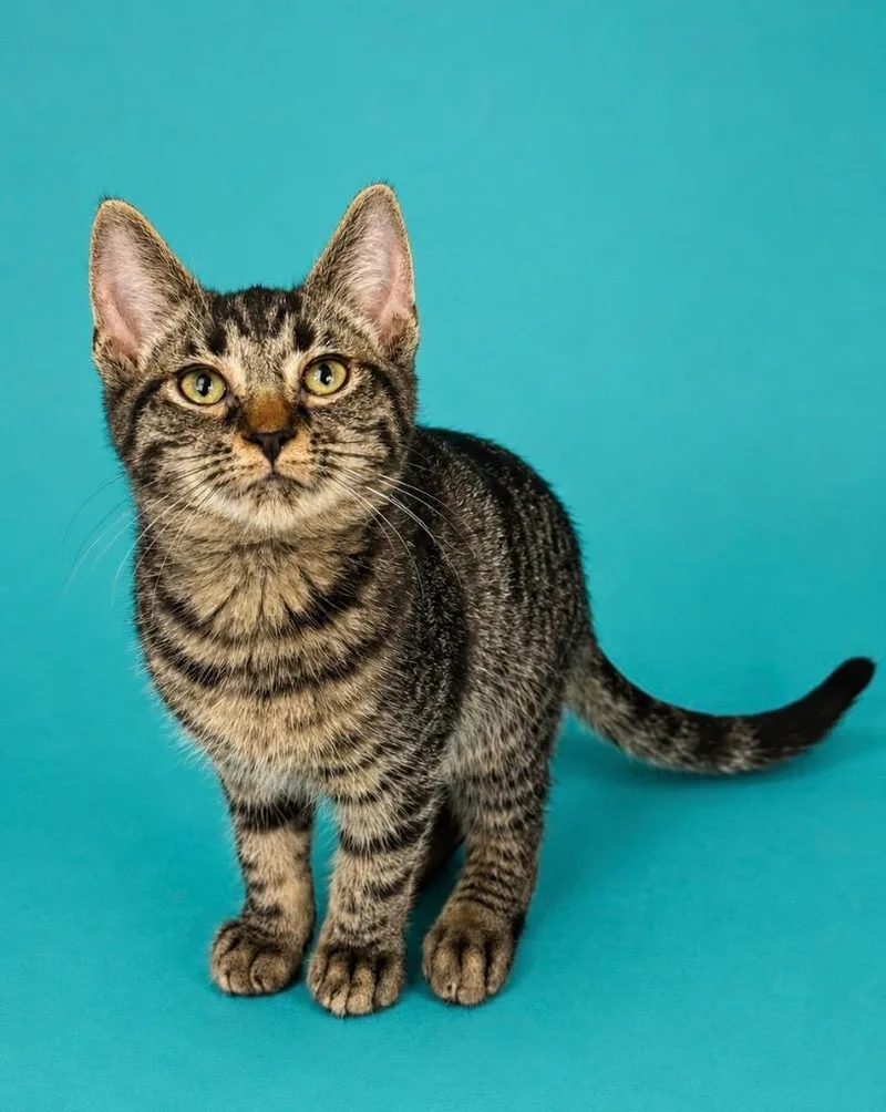 A baby small-sized male Domestic Short Hair cat named Clyde for adoption in Columbia, TN