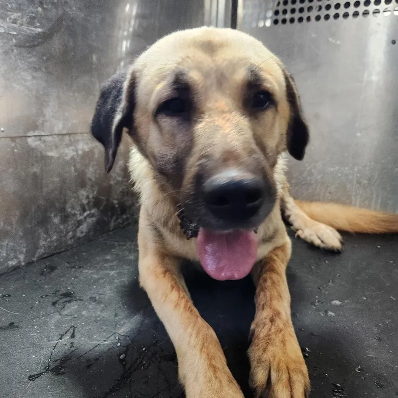 An adult large-sized male Brown / Chocolate Anatolian Shepherd dog named Jackson for adoption in Birmingham, AL