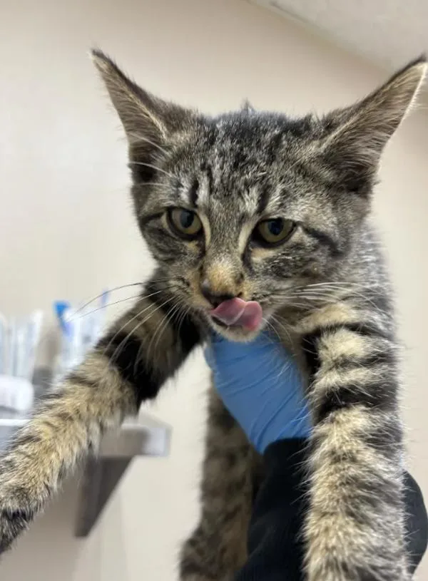 A baby small-sized female Domestic Short Hair cat named Bundle for adoption in Sherwood, OR