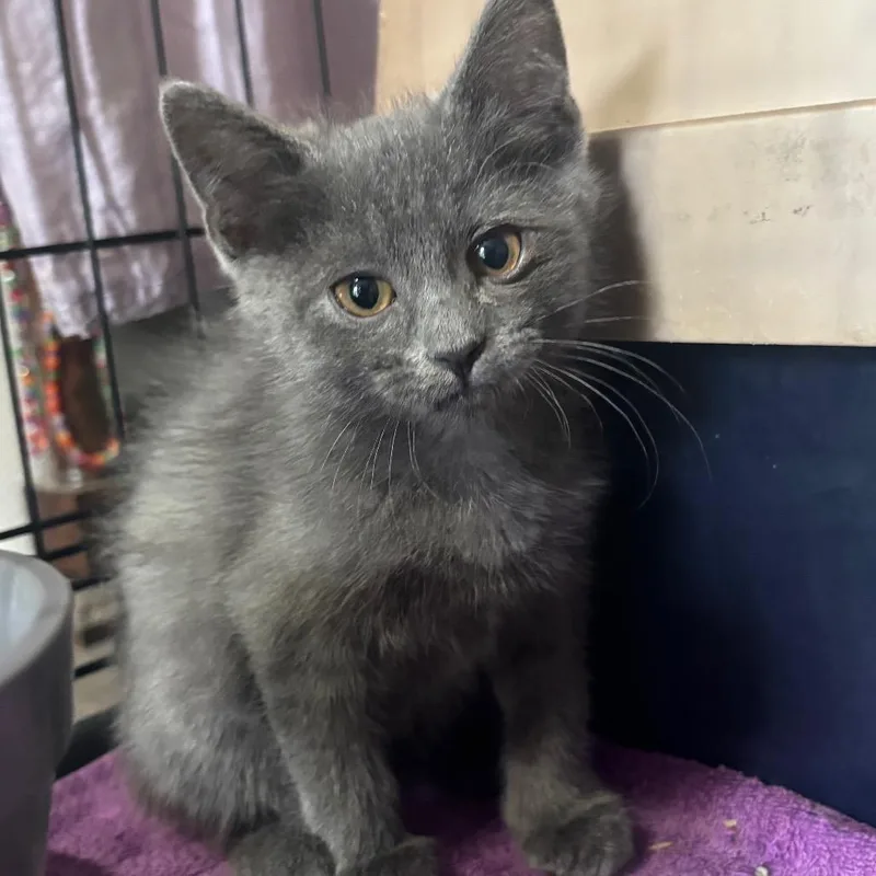 A young small-sized female Gray / Blue / Silver Domestic Medium Hair cat named Happy GoldenVicary_D for adoption in Columbia, MO