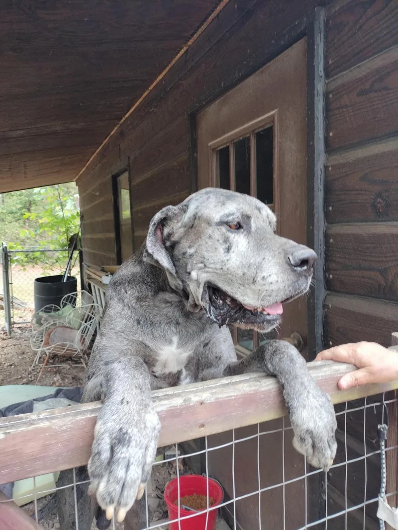 A senior extra large-sized male Great Dane dog named Bentley & Belle for adoption in Melbourne, AR
