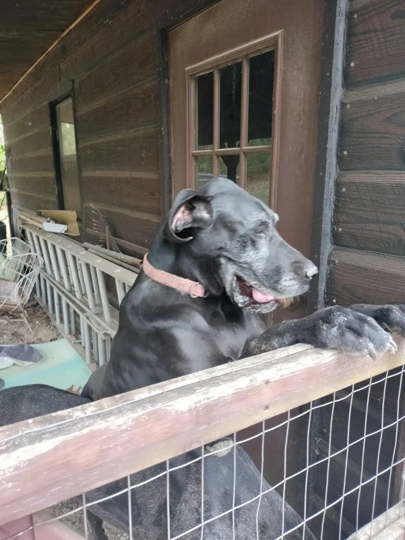 Bentley & Belle thumbnail 2