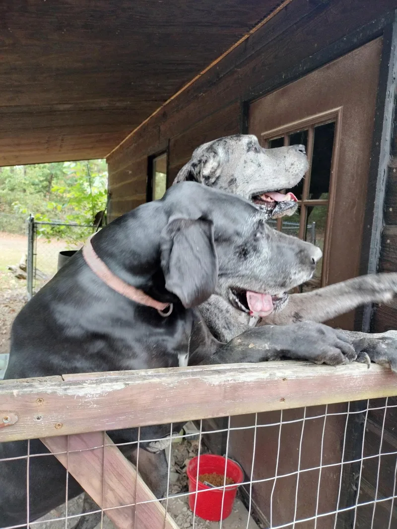Bentley & Belle thumbnail 3