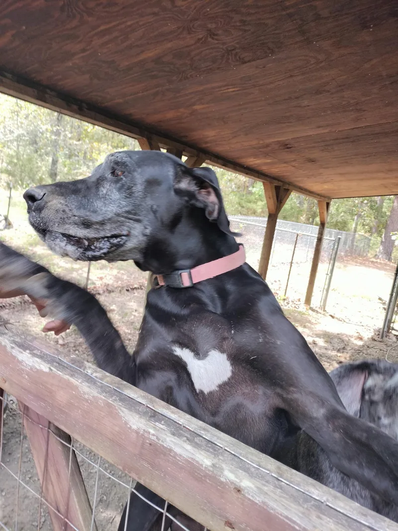 Bentley & Belle thumbnail 6