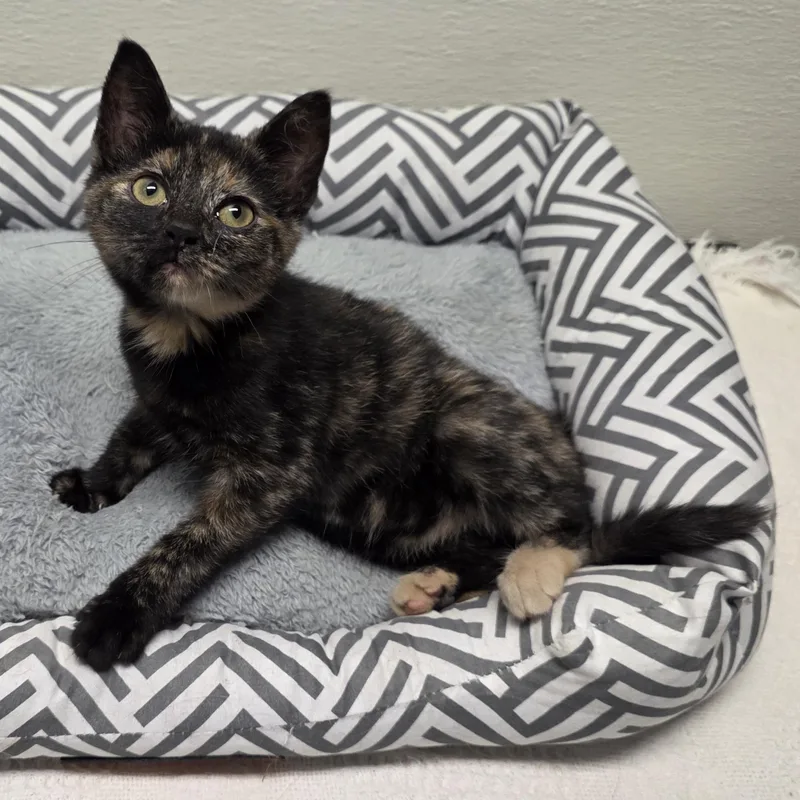 A young medium-sized female Tortoiseshell cat named Lola for adoption in Greensboro, NC