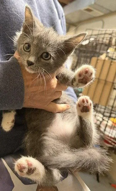 A young medium-sized female Gray & White Domestic Short Hair cat named Ivy for adoption in Apollo, PA