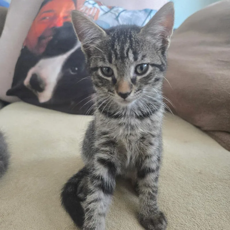 A baby small-sized female Brown / Chocolate Domestic Short Hair cat named Bart for adoption in Folsom, LA