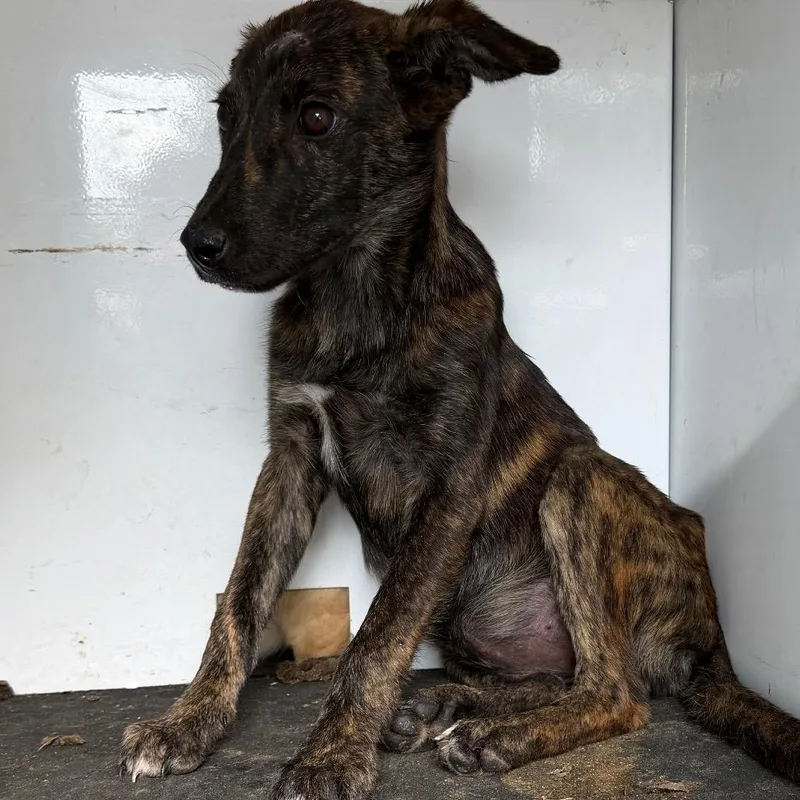A baby small-sized female Brindle Mixed Breed dog named Gail for adoption in Pine Bluff, AR